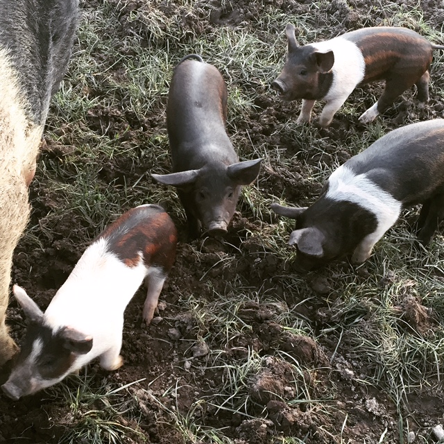 Piglets & Canapés