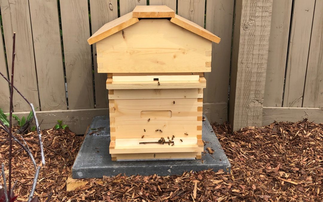 Backyard Bees – The Beginning