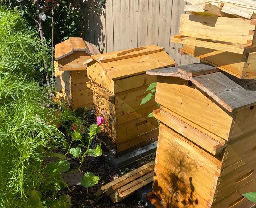 Awn Kitchen’s Urban Honey Bees